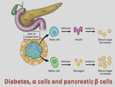 Pancreas